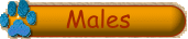 Male Schnauzers