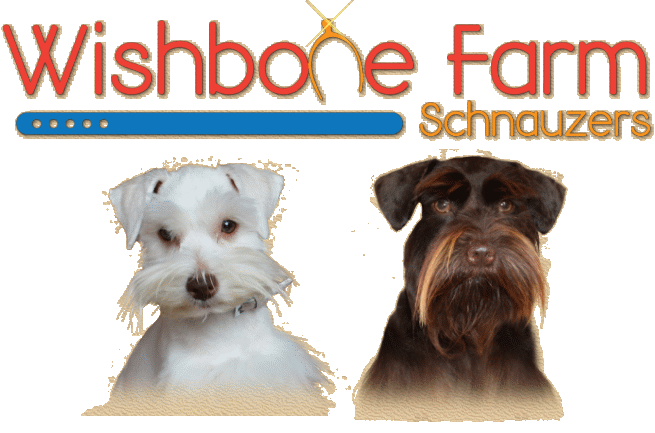 Wishbone Farm Toy Schnauzers